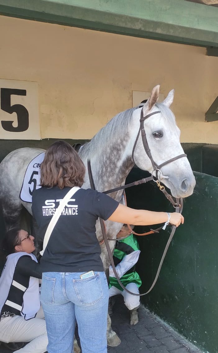 Ferdemente1's tweet photo. Gran 2° de Shelby en Casablanca con la súper monta de @Alejand49005616 Darle las gracias a Alejandro, a Miguel Alonso y equipo y a Christian Delcher y equipo que allí atendió al caballo divinamente. Sois geniales, gracias de corazón 🙏 el caballo se retira a lo campeón, lo q es. https://t.co/FN4cEs3hUu