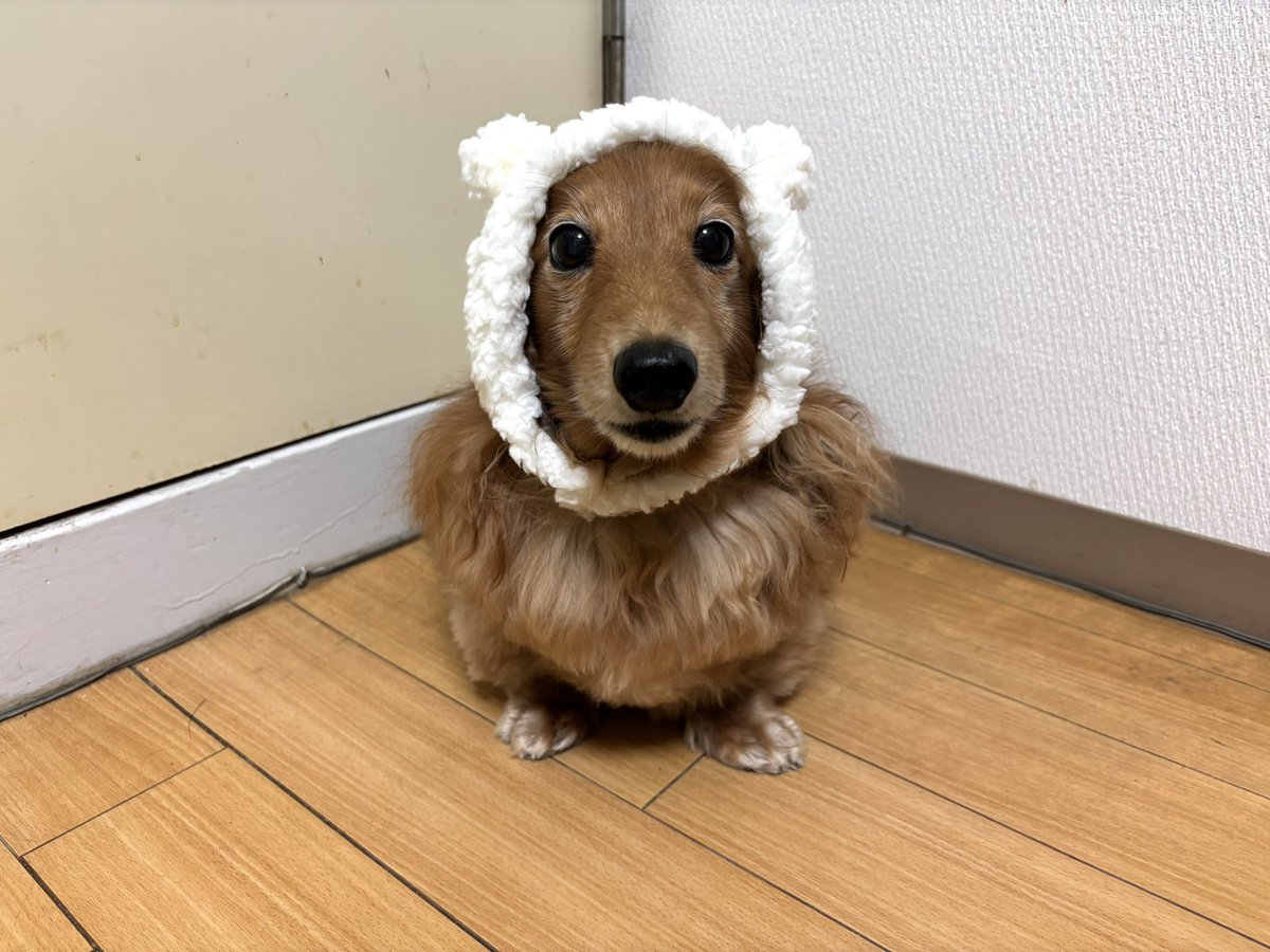 tibi_makiusa's tweet image. 11月23日、昨日ダイソーに寄ったら、こんな可愛いペット用帽子が220円で売ってたの😊
朝7時の朝散歩、寒くなってきたから、毎朝アラジンに被ってもらおうかしら🎶
#犬好きさんと繋がりたい