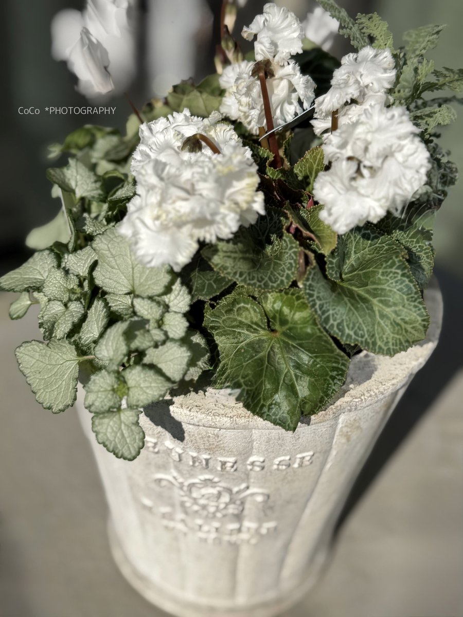 39coco39coco's tweet image. おはよう！！
冬の光が澄みわたる日曜日☀️

#シクラメン（#スワン）が
朝の日差しを受けてやさしく咲いてる🦢✨

花言葉「清らかな心」「はにかみ」
──真っ白な花びらが、冬の空気の中で凛と輝く🌿

静かな朝に、心がすっと整うよう。

今日も良い一日でありますように🌈

#ガーデニング