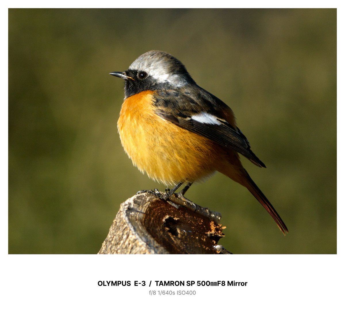 6yZVjuxQn7n2tWL's tweet image. 4/3と旧いミラーレンズ(当然MF)でも、条件と運が良ければ鳥さんが撮れたりする
500㎜ミラーだから換算1000㎜ですね(^^)

2008年撮影
2025年フレームをつけて再掲

#OLYMPUS #E3 #旧フォーサーズ  
#TAMRON #SP #55BB #SILKYPIX12