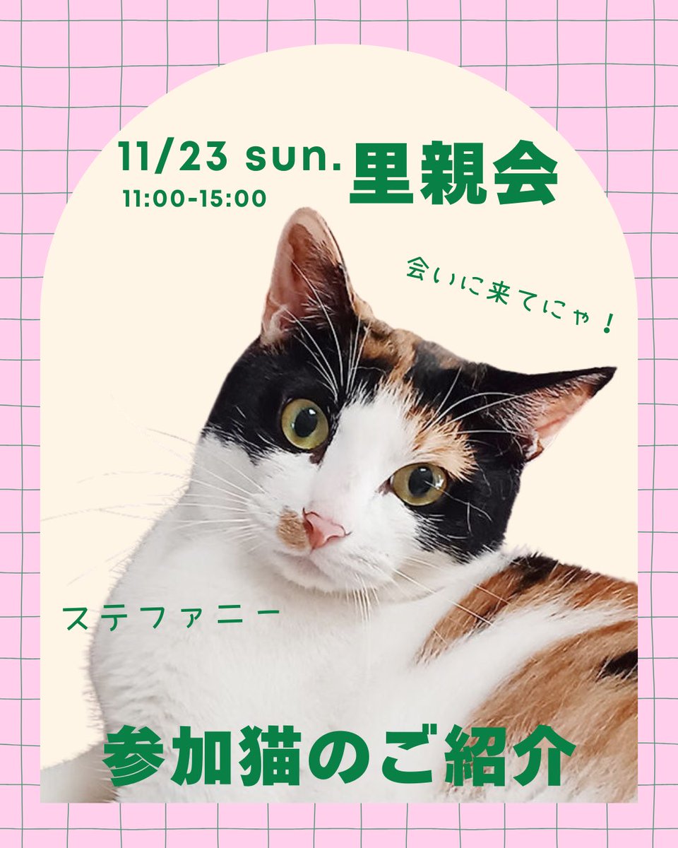 human_animal1's tweet photo. 【本日11/23は猫の里親会！】

フレスポ小田原シティーモールにて
猫の里親会を開催します！☺️

ぜひ、かわいい猫たちに会いにお越しください🐈‍⬛ https://t.co/N6HvrFrn4h