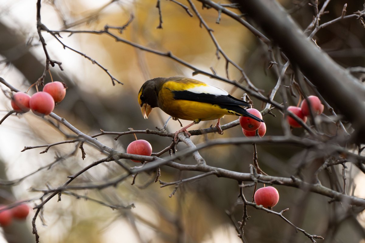 500 Birds tweet media