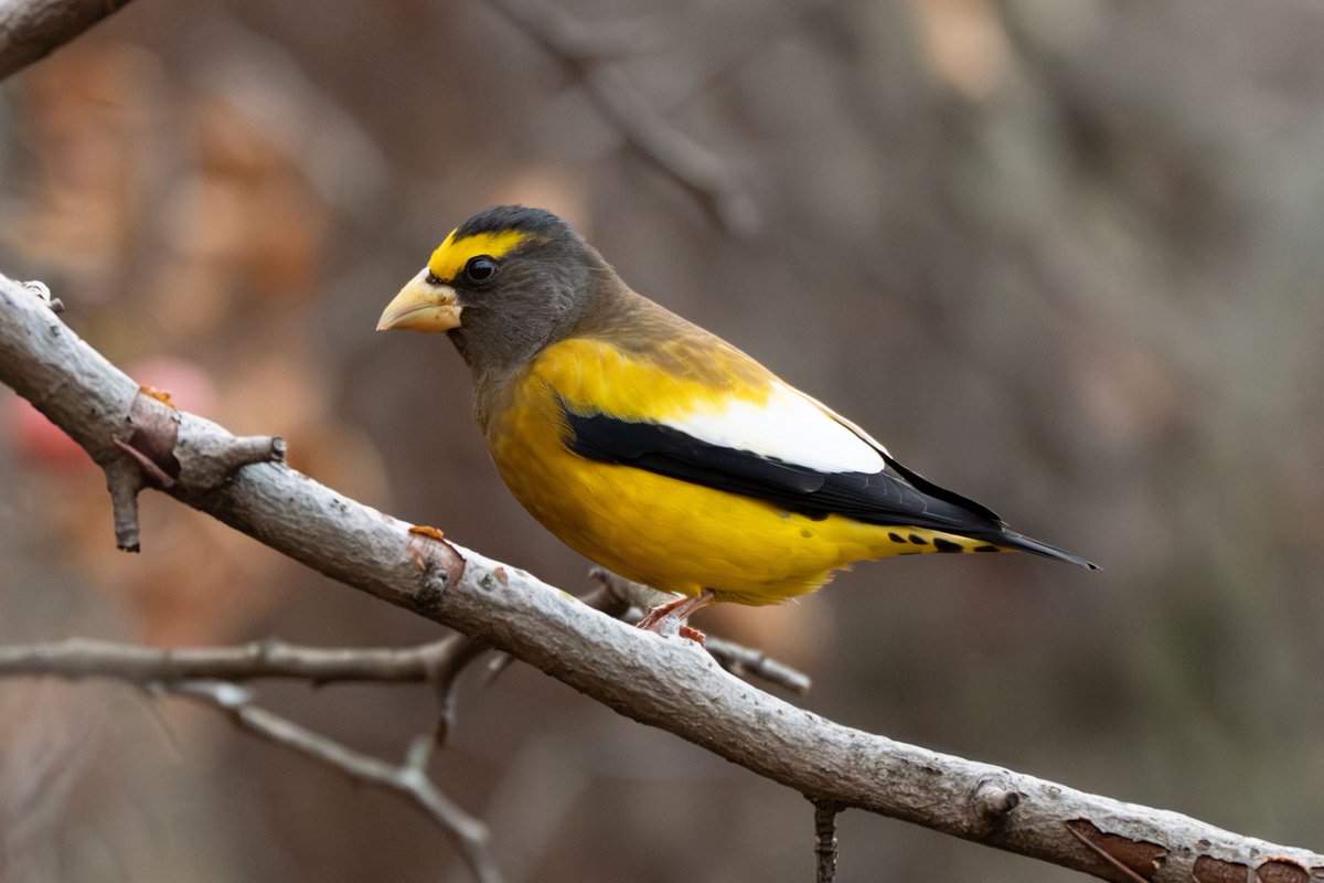 500 Birds tweet media