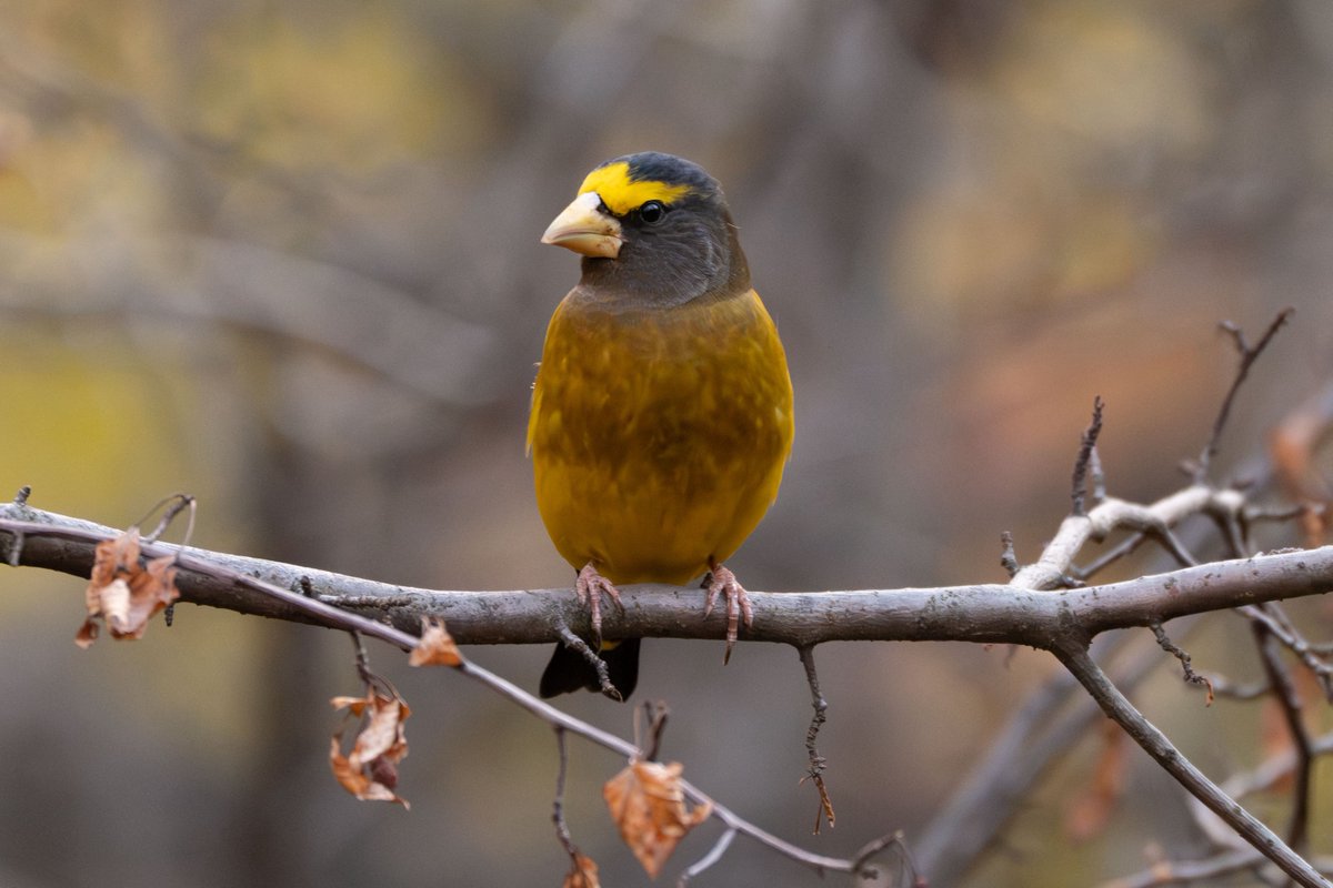 500 Birds tweet media