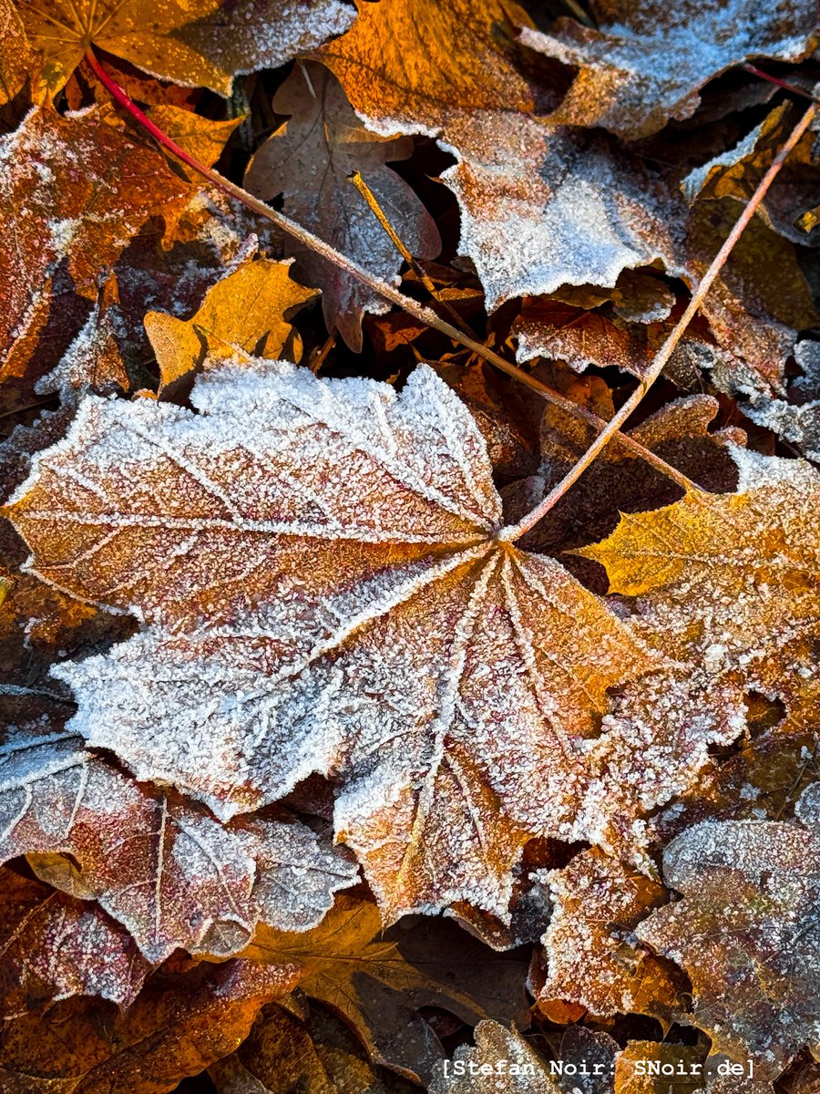 Impression vom Tag; am Wegesrand in Bamberg. 

#stefannoir #dichterunddenker #fokuszone