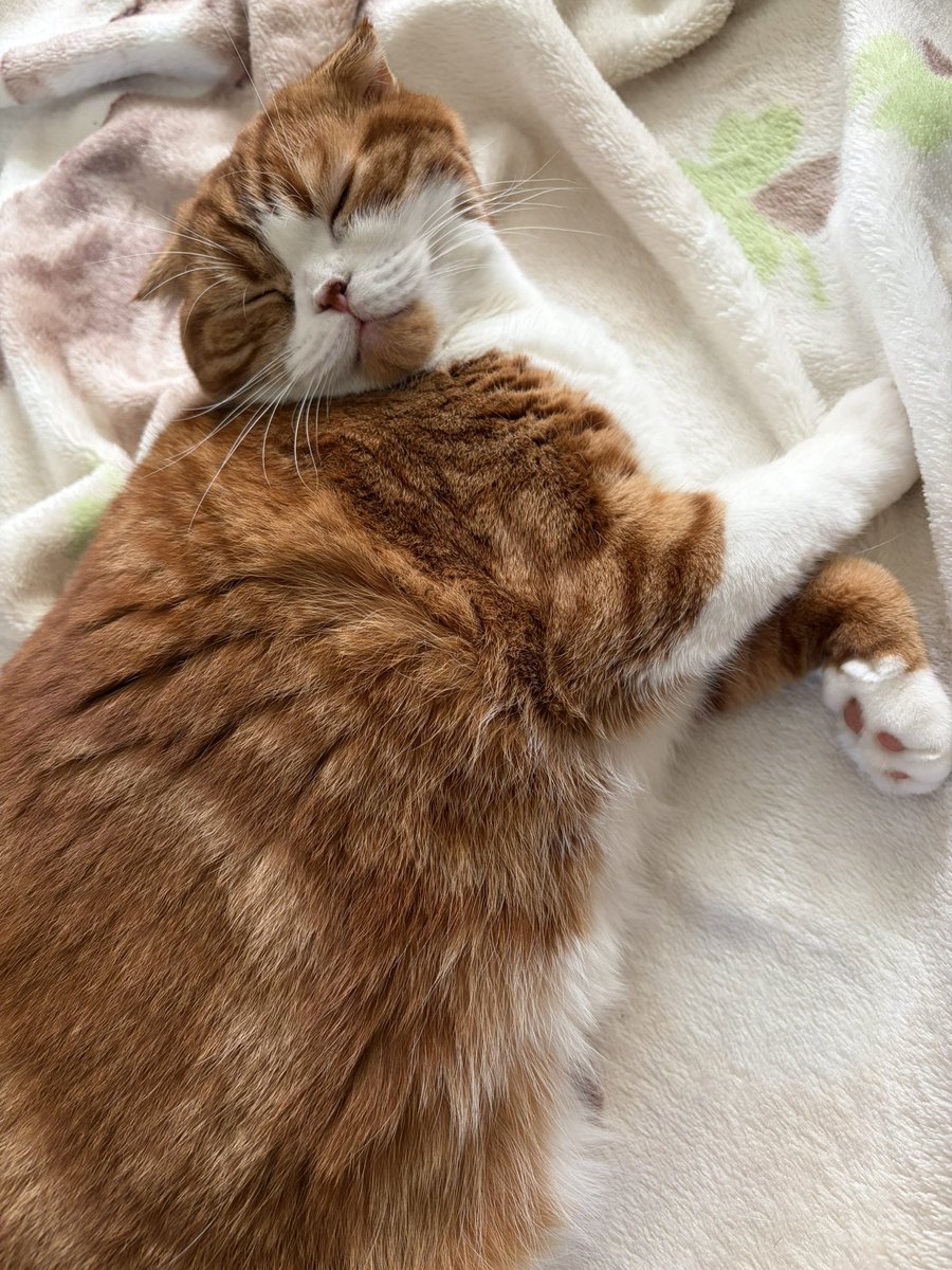 bokukokodayon's tweet image. おはにゃおん🐱
毛布の上で心地よく眠るココ王子👑
見ているこっちが癒されますね💕︎
近くで添い寝したい、、、
実際やると嫌がって少し離れてしまうことがあります🥲
