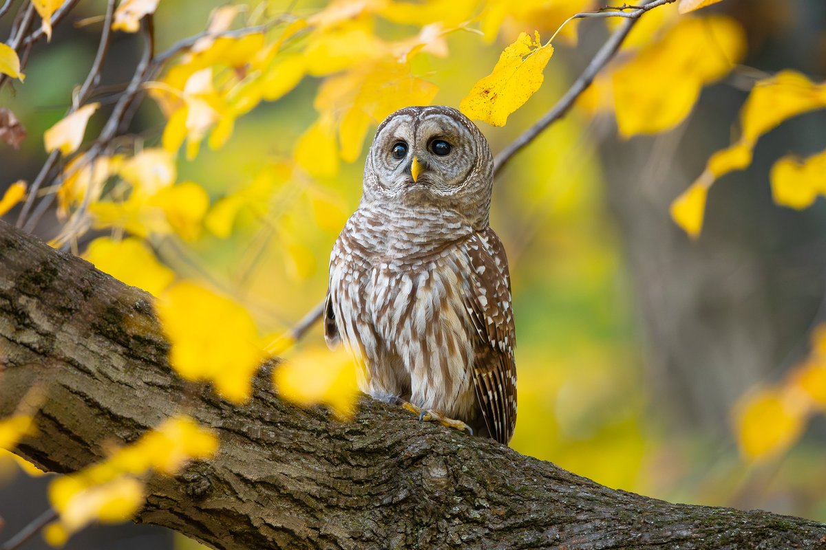 Barred owl in autumn foliage.

(Earlier this month in Central Park, New York)

#birdcpp #nature #wildlife
