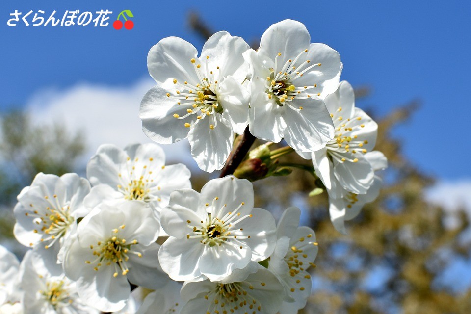 team_sakuranbo's tweet image. Happy birthday‼️🎉
この一年が素敵な日々になりますよう祈りこ🍒

初めて「星の温度」を観た時、
「このコは？ ダンスめっちゃキレイ!!」だと思った
段々と自己流になってしまうコが多い中、
指先からつま先まで振付通りに踊っている姿は美しい
#菅原りこ さん #RICO
#りったんThanksFlowerDay2025