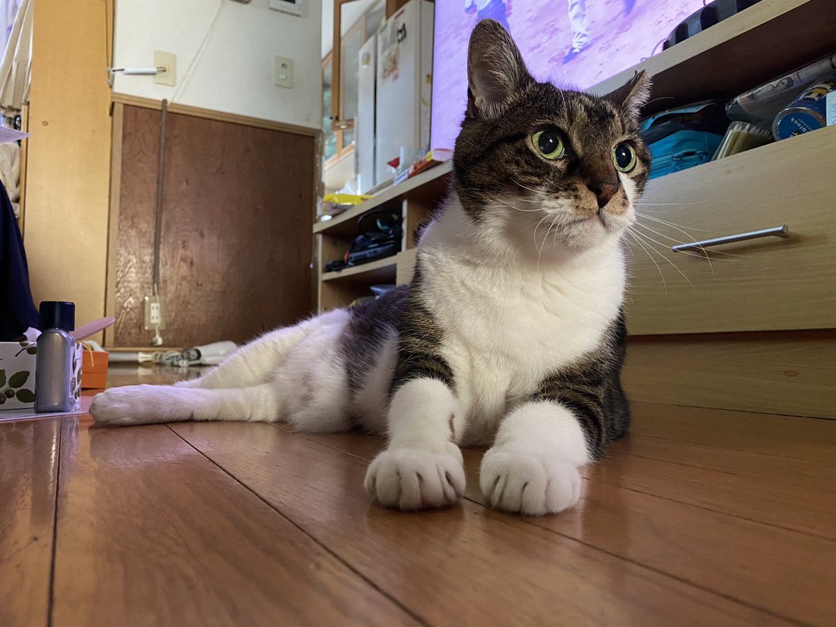 しそ🌠 tweet media