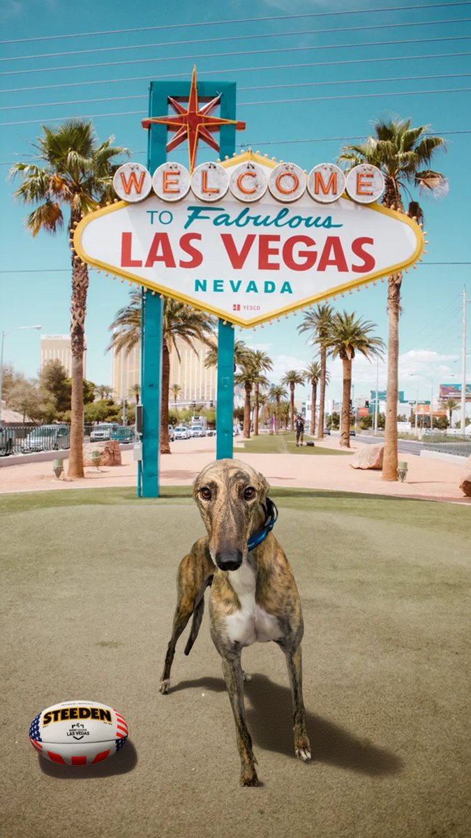 The Dogs tweet media