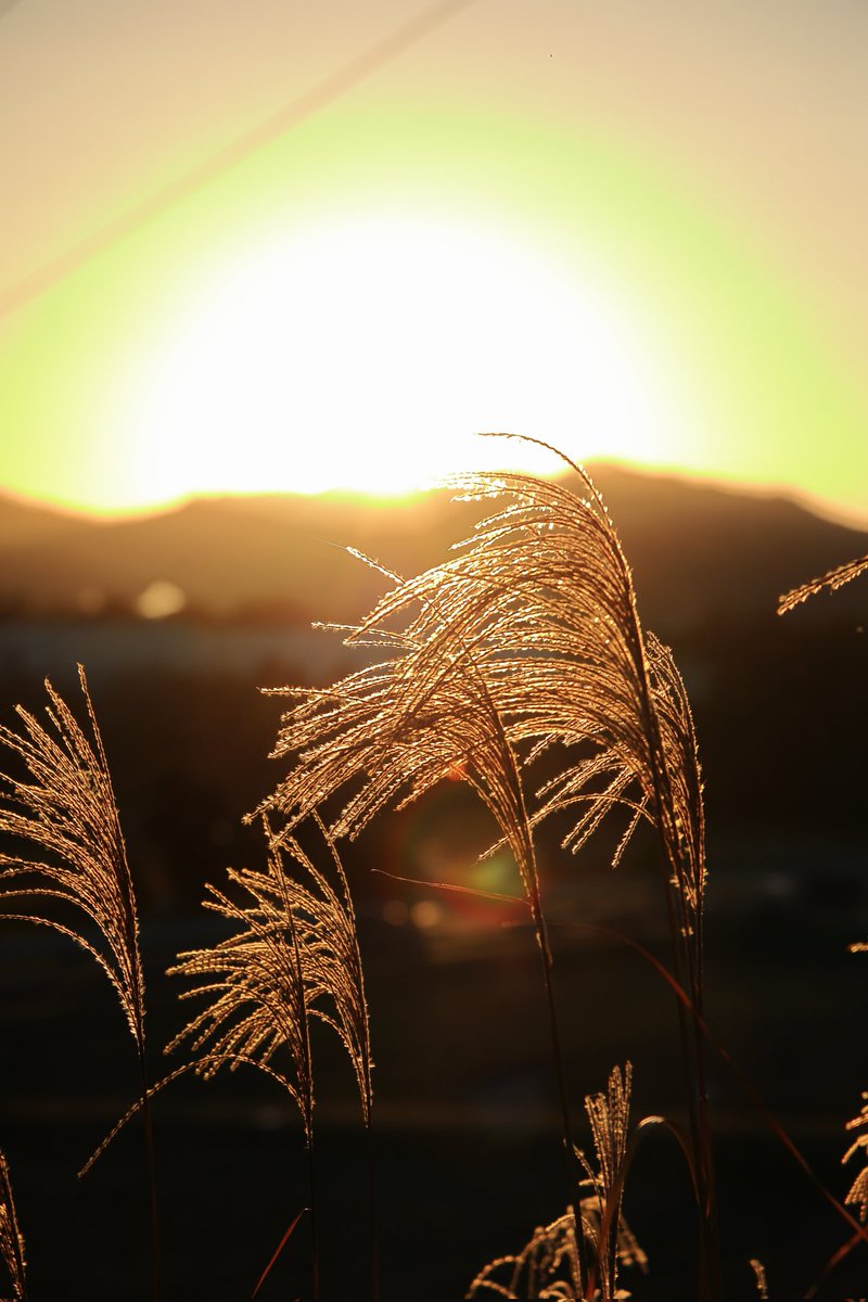 ZaruMm's tweet image. 秋っぽいモノを撮ってきた

#カメラ
#CANON
#eosR6MarkII