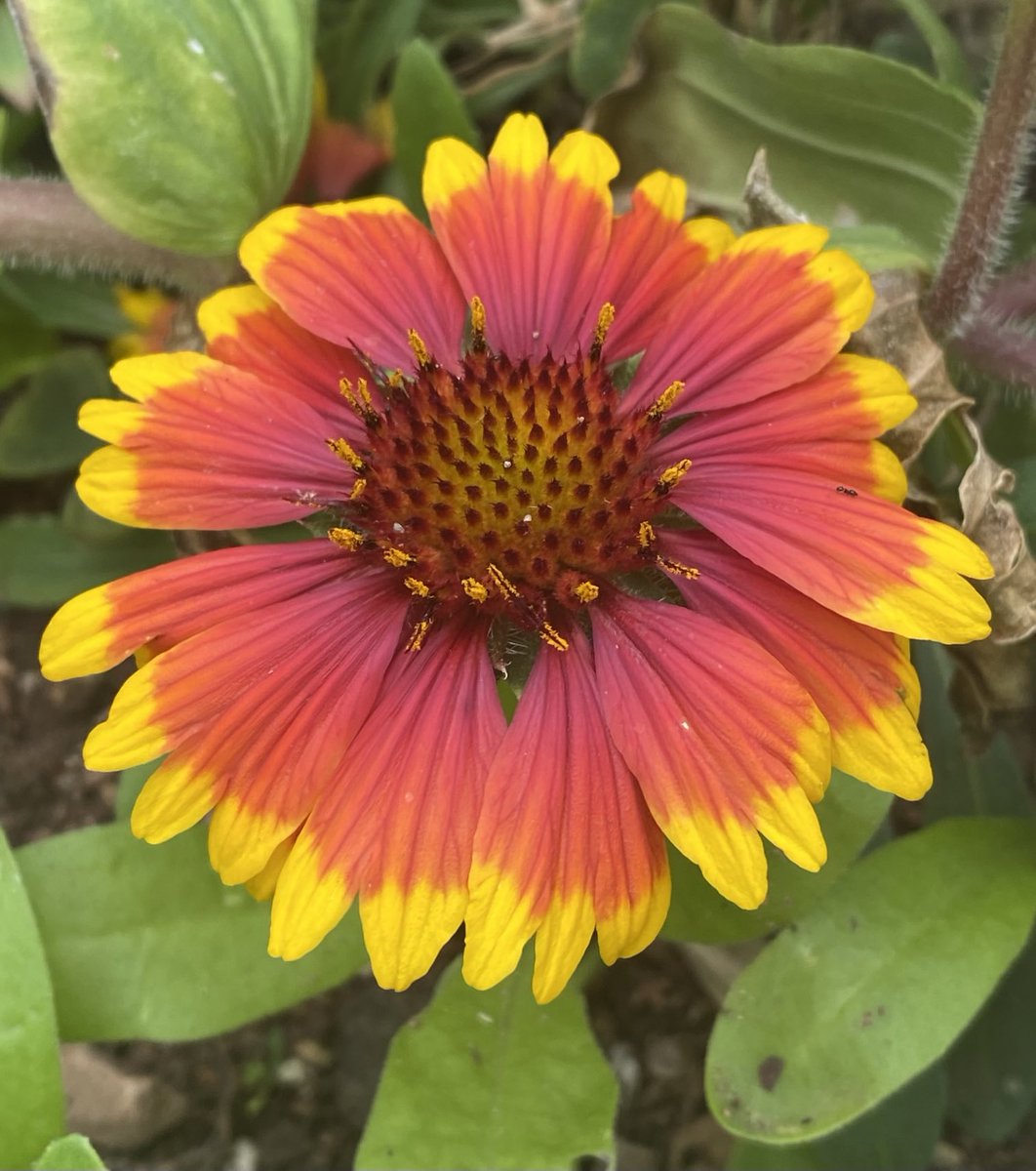 kathy_husser's tweet image. My garden Blanket Flowers are blooming and are like a burst of sunshine! #flowers #gardening