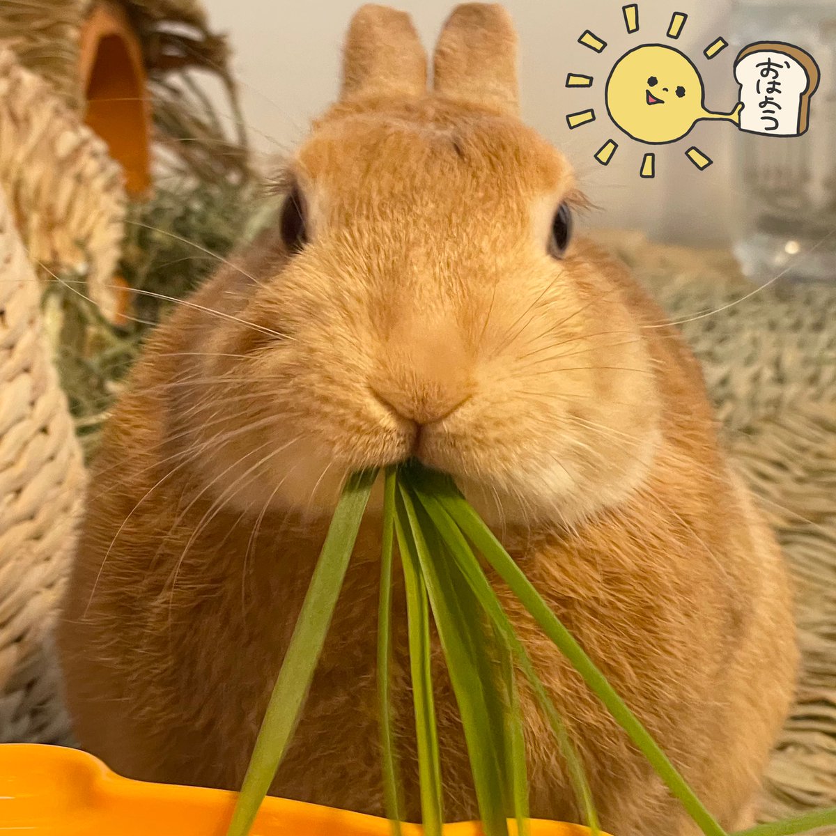 とにかくうさぎが好き