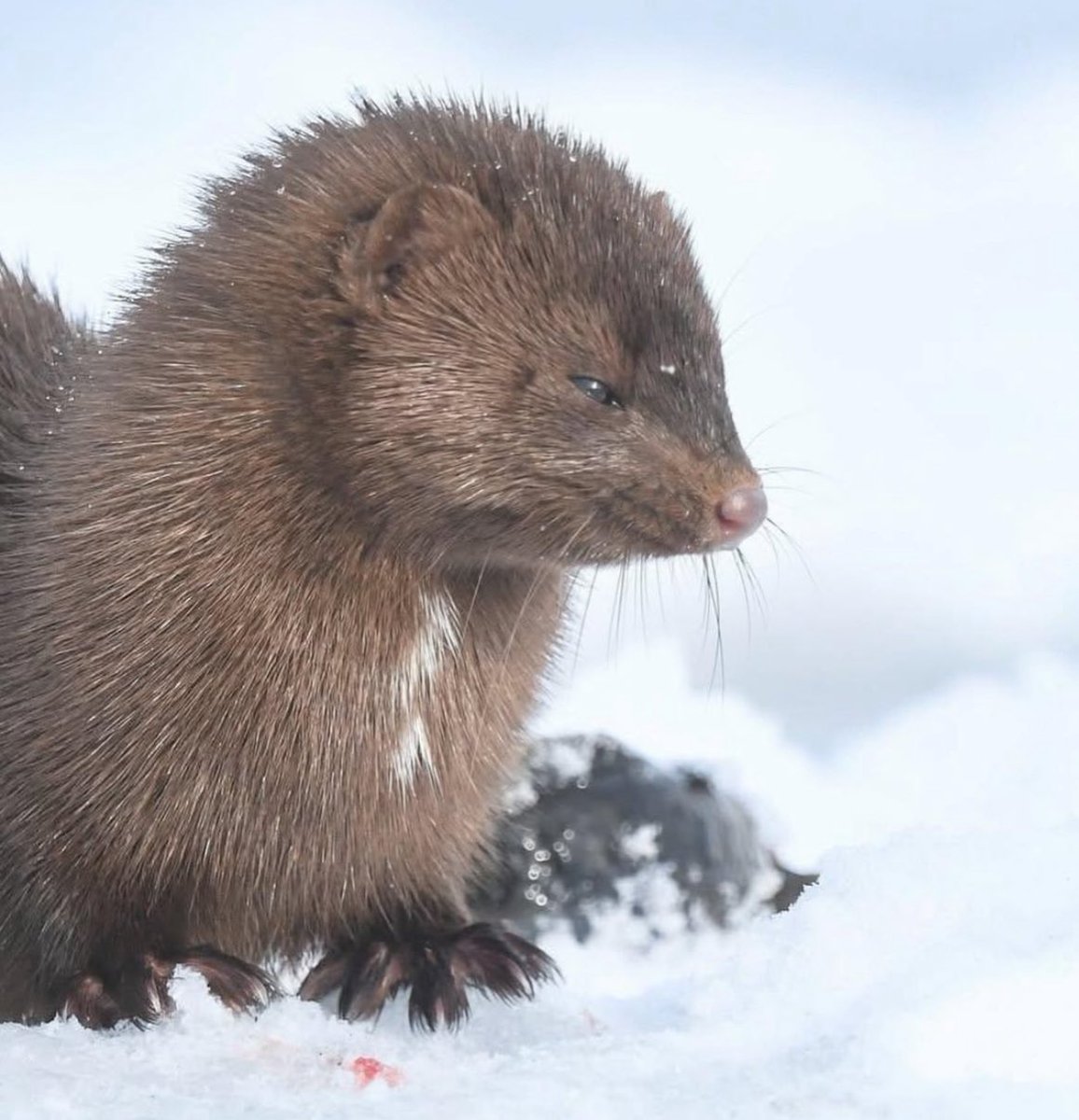 cortadoedison's tweet photo. When I’m not channeling swan I’m channeling sassy mink who will kill https://t.co/TgaduqFN9N