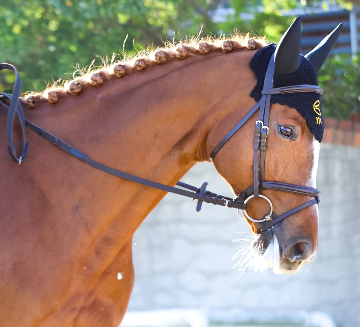 しろまる (@shiro1maru) / Posts / X