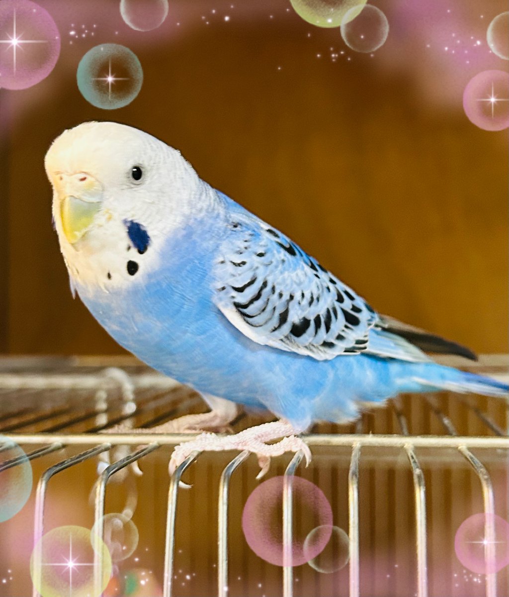 拡散希望】 セキセイインコ 青の迷子情報です 場所：東京都品川区八潮5