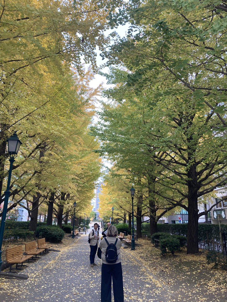 kokosaGo's tweet photo. #銀杏並木 https://t.co/kYAFfbKgDy