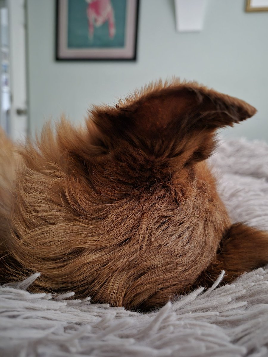 BarkoDonny's tweet image. It&apos;s been a busy sort of day #toowetoutside #btposse