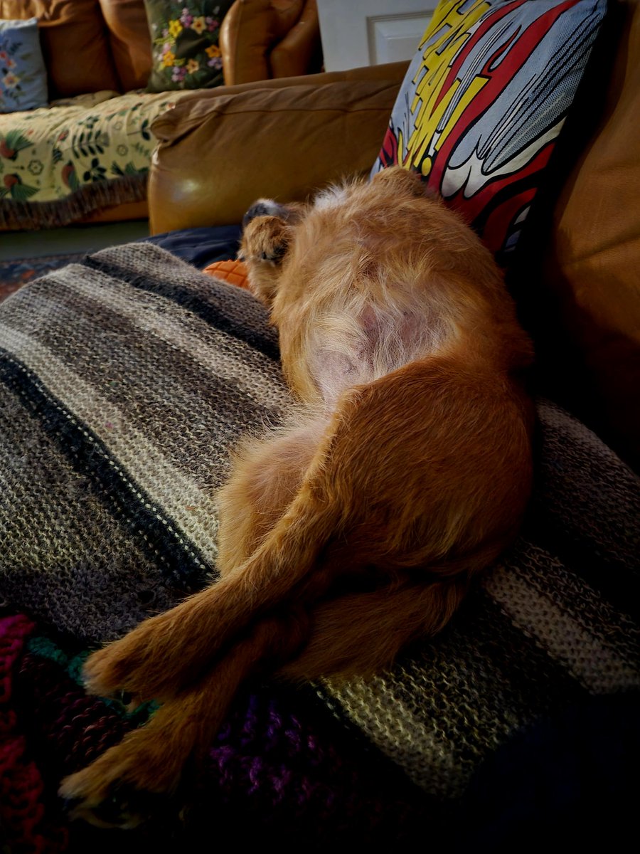 BarkoDonny's tweet image. It&apos;s been a busy sort of day #toowetoutside #btposse