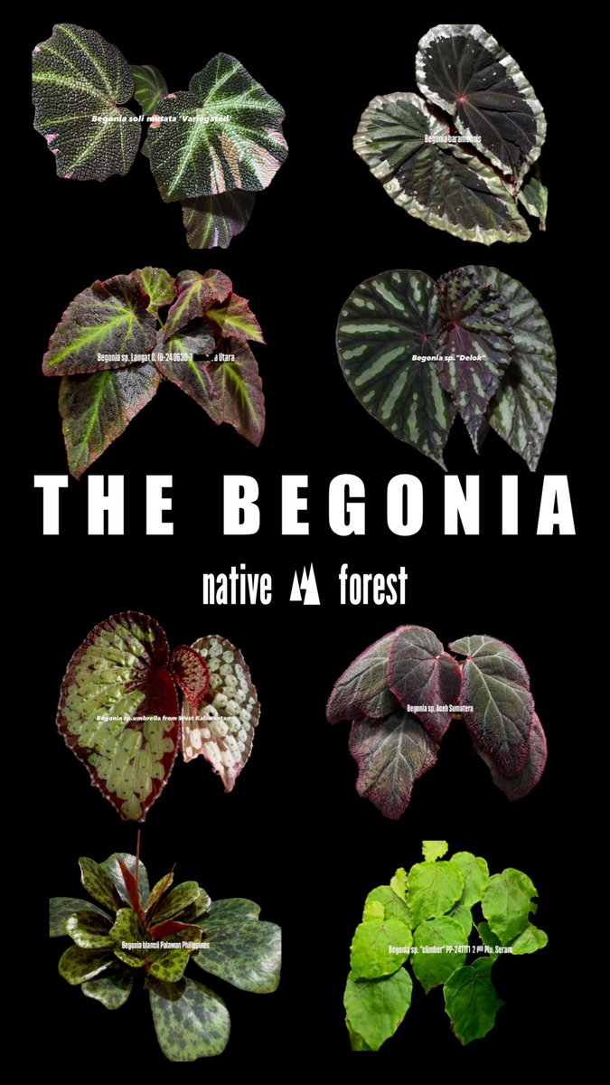 専用❣️Begonia rajah ほか計5点同梱❣️原種ベゴニア 日本ベゴニア協会東京支部 (@Tokyo_Begonia) / Posts and Replies / X