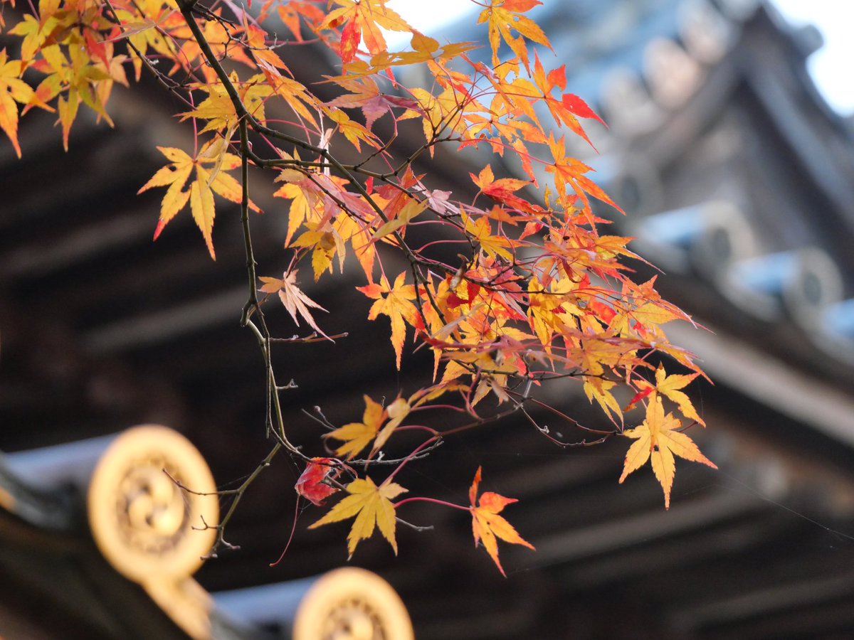 tkgt36's tweet photo. ウチから歩いて数分で
こんな景色に出逢えるなんて🍁 https://t.co/QrKKoEnVuo
