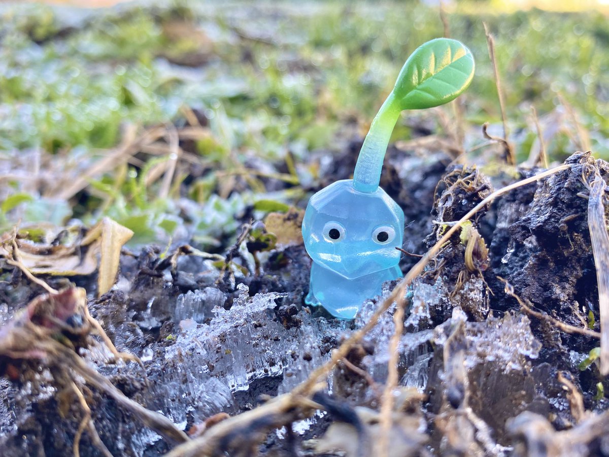 CommentOutS's tweet image. 霜柱の季節🧊