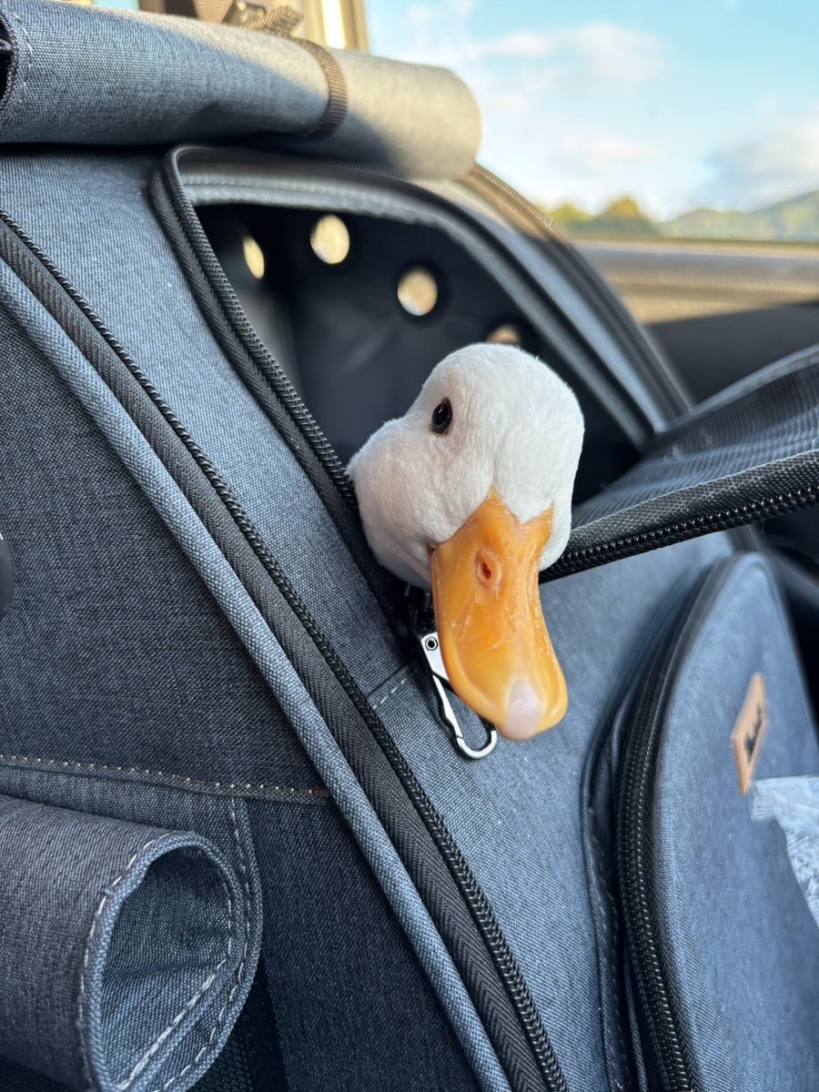 1_kwahuu_6's tweet image. おでかけクヮ💓