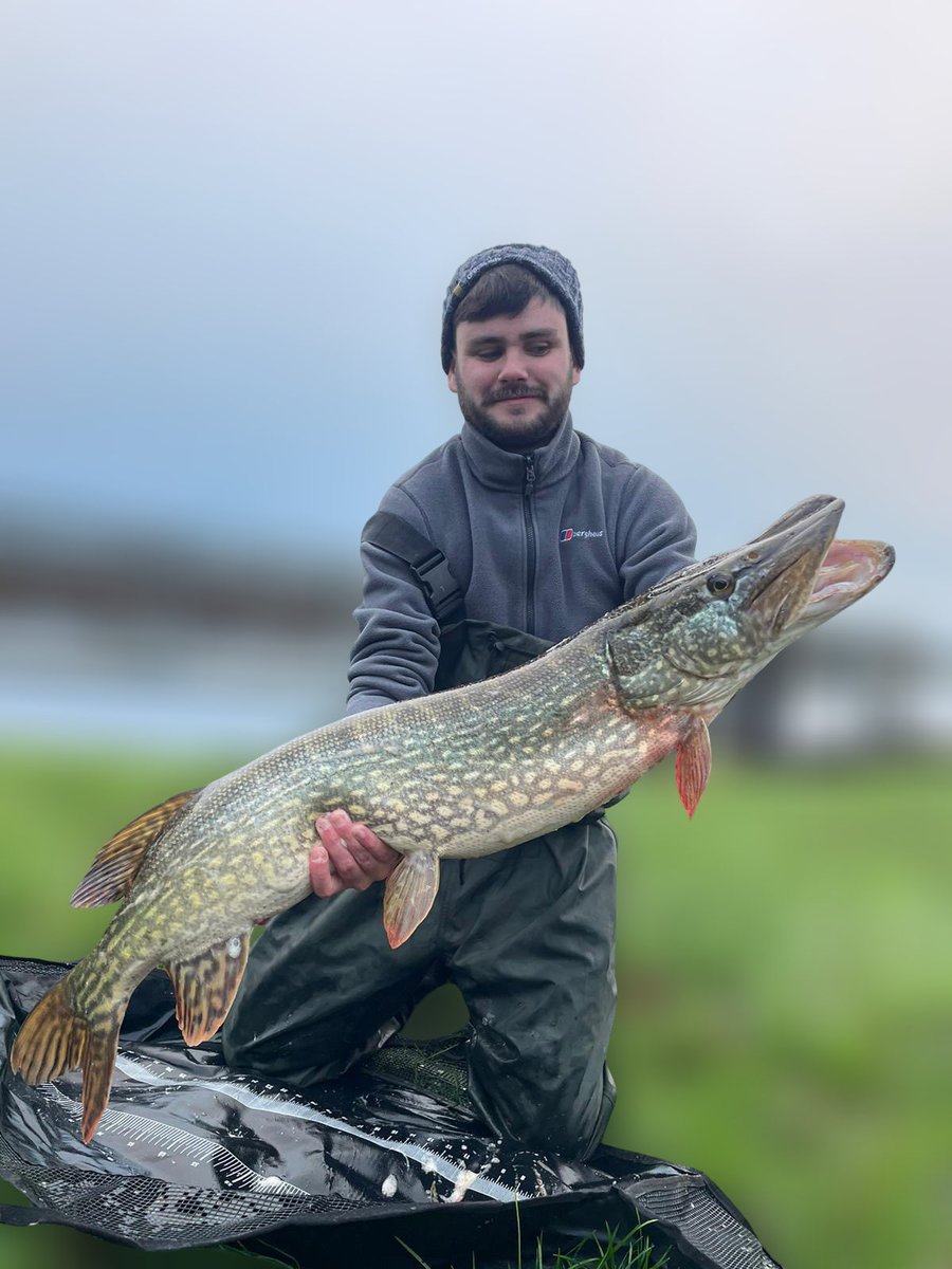 LiamBren1245's tweet image. New PB 20 lb pike caught today. The monster was caught using a running ledger rig with mackerel deadbait. #BOFFFF #pike #fishing #Angler