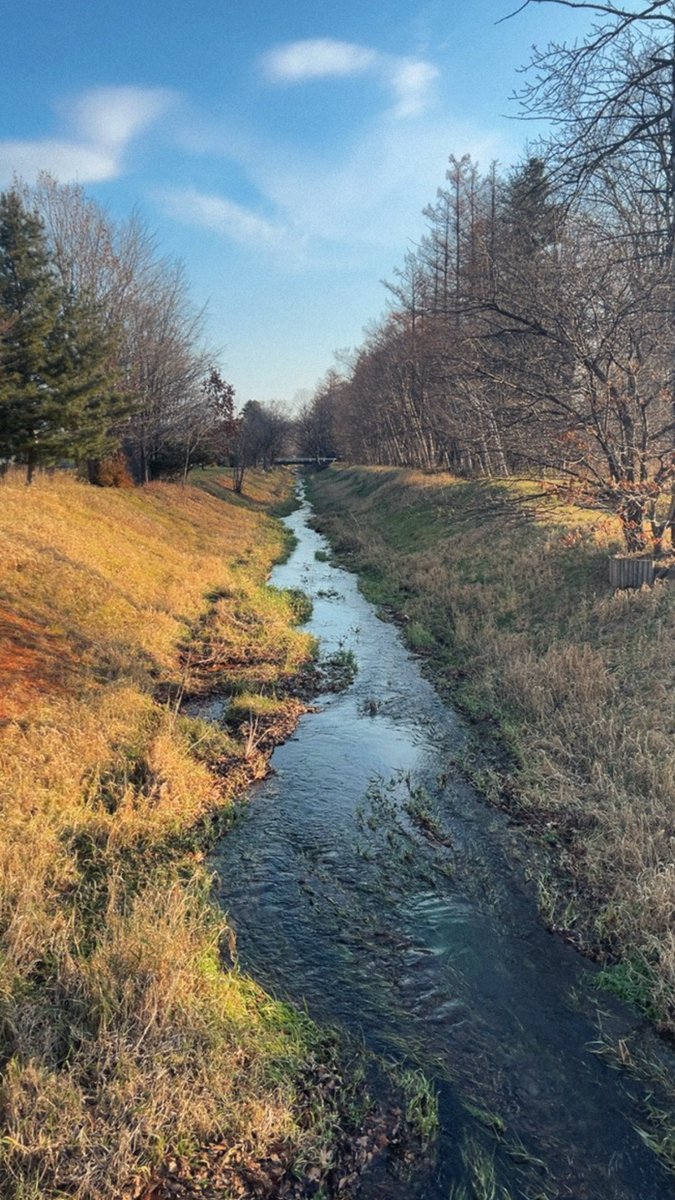 この小川のさんぽもきっと今日がさいご。
鳥が木をつついて、リスが元気よく飛び回っている。