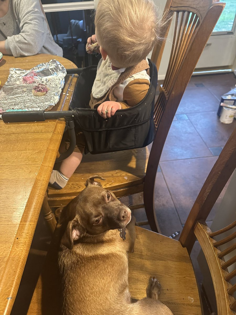 messycarroll's tweet image. Leia will camp out here just in case the baby drops food and she’s mad I caught her