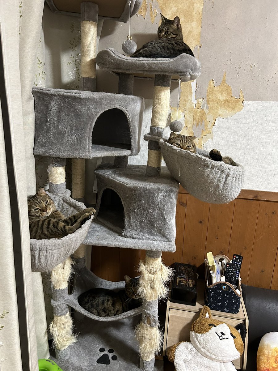 もう限界のキャットタワー…クリスマスまで頑張ってくれ…特にがっちゃんが使ってるハンモック部分😭