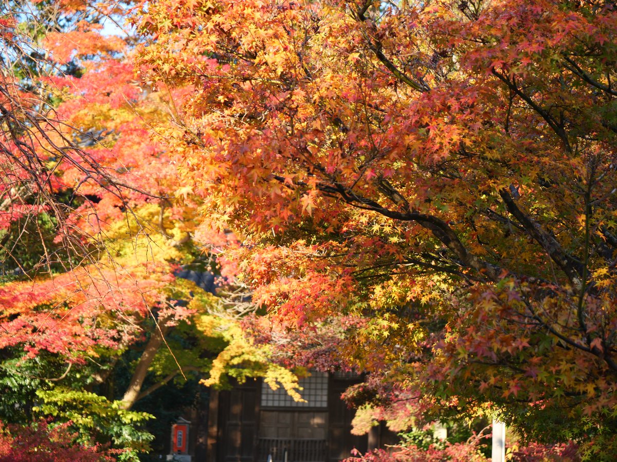 tkgt36's tweet photo. たまらん🤩

#紅葉
#もみじ
#AutumnLeaves https://t.co/IBaRr68wPc