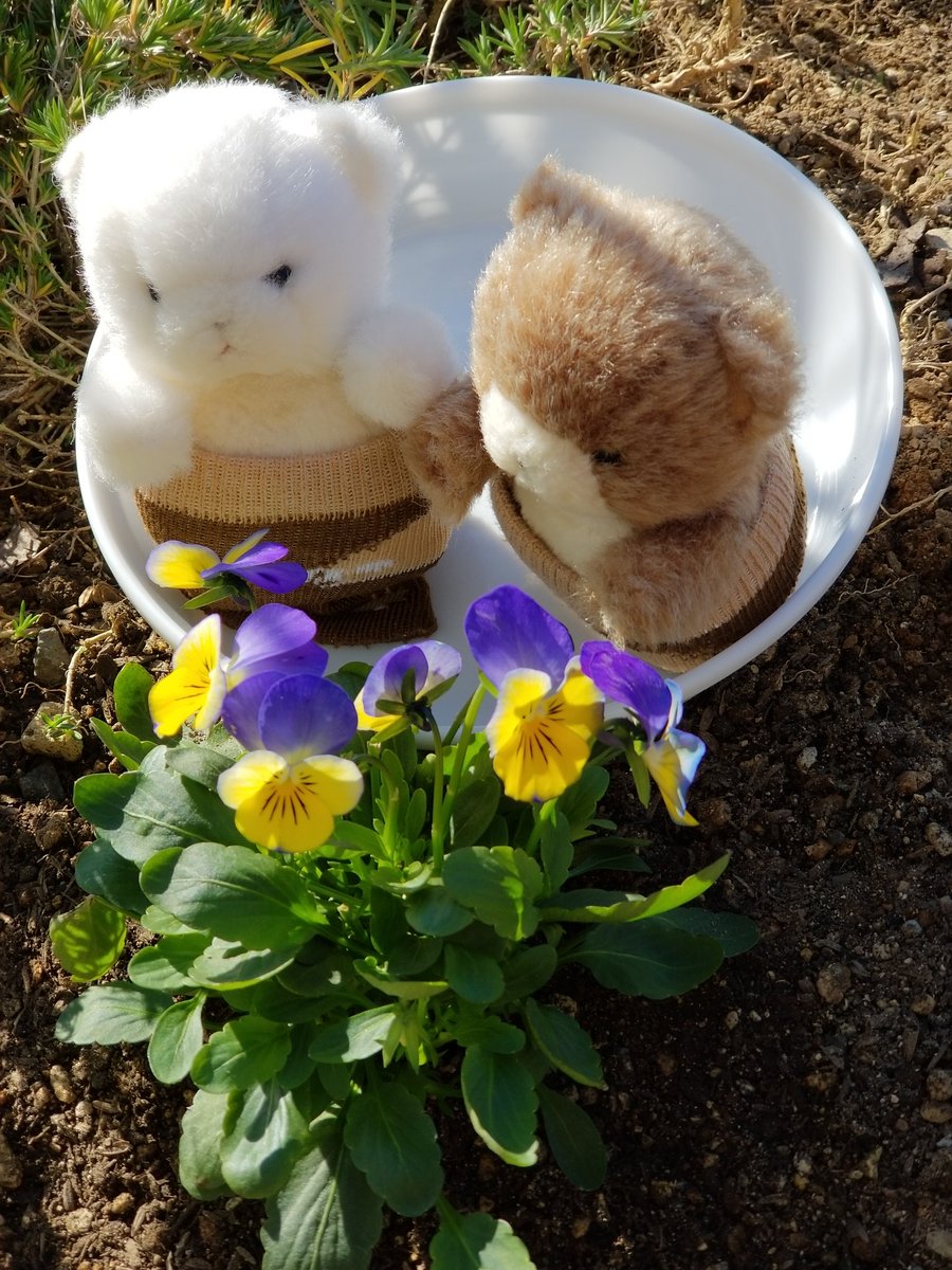 hanahanapetit's tweet image. そしてなにもみえなくなったよ🐻、、、🐻

今年も頑張って植えた球根がなにも見えなくなって｢、、、｣な茶太郎と白太郎です🤭
すみれさんと一緒に、チューリップが芽を出すのを見守る事にします。