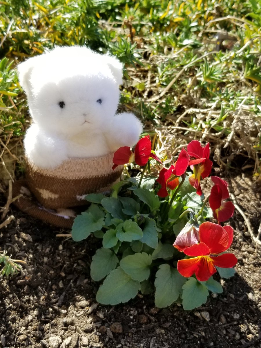 hanahanapetit's tweet image. そしてなにもみえなくなったよ🐻、、、🐻

今年も頑張って植えた球根がなにも見えなくなって｢、、、｣な茶太郎と白太郎です🤭
すみれさんと一緒に、チューリップが芽を出すのを見守る事にします。