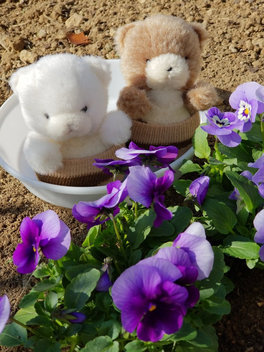 hanahanapetit's tweet image. そしてなにもみえなくなったよ🐻、、、🐻

今年も頑張って植えた球根がなにも見えなくなって｢、、、｣な茶太郎と白太郎です🤭
すみれさんと一緒に、チューリップが芽を出すのを見守る事にします。