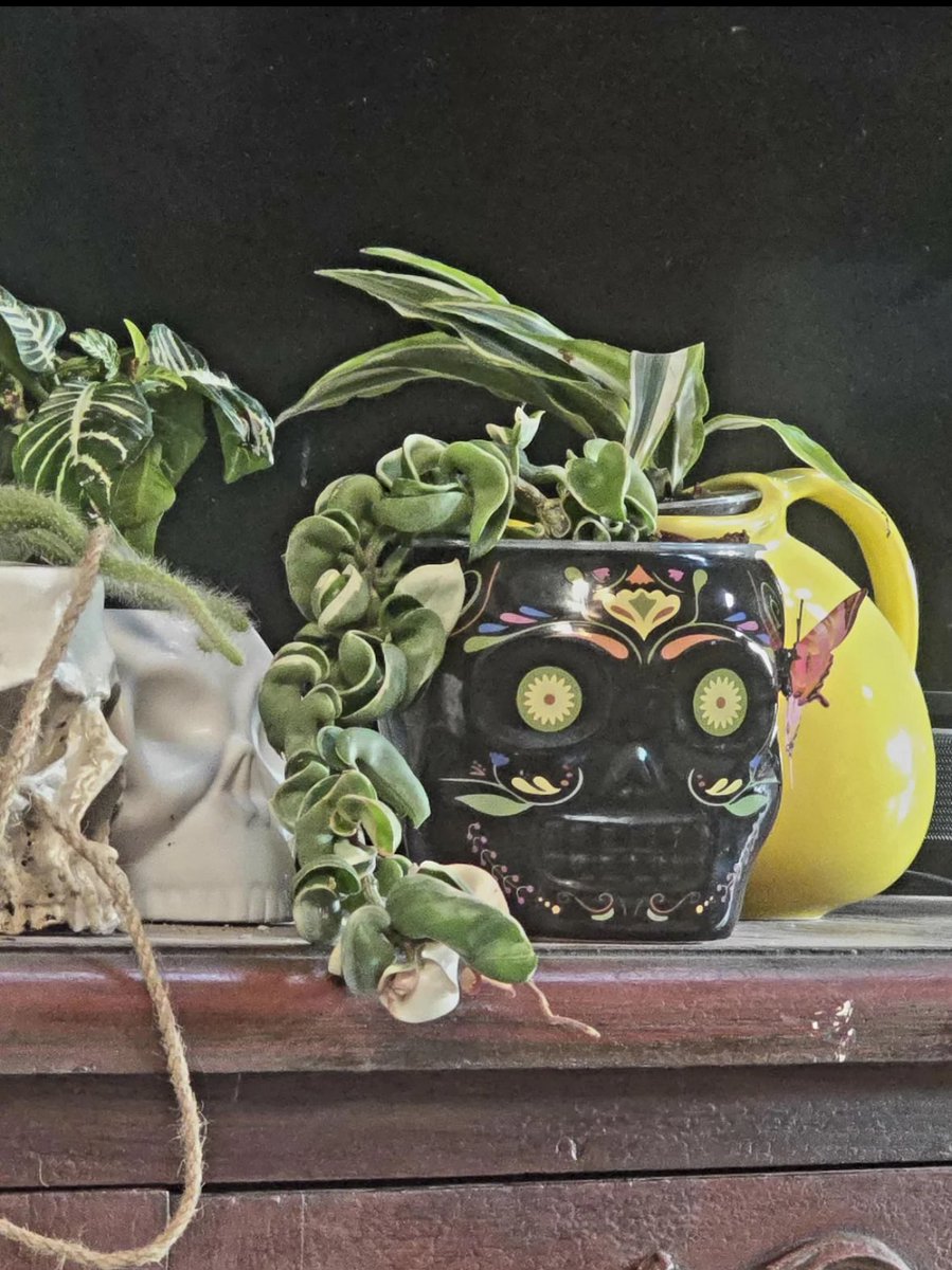 Plant and pot (@plantandpot) / Posts / X
