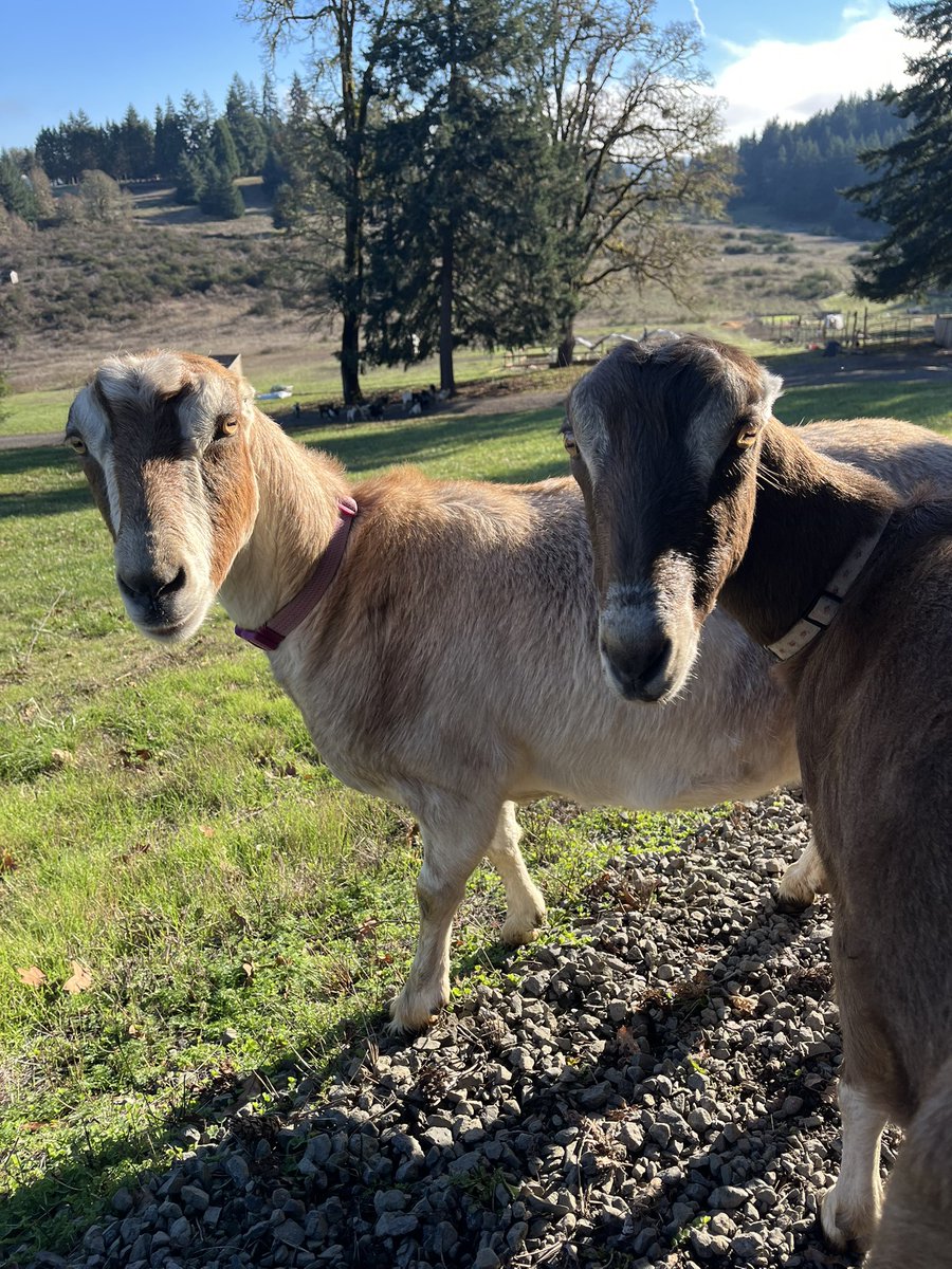 so_caffeinated tweet media