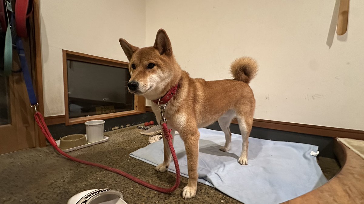 【拡散希望】
迷い犬
昨夜11月22日16時頃青森市安田近野で飼っている柴犬が逃げてしまいました。
散歩中に首輪が抜け付けていません。

特徴
・柴犬 オス
・名前 リック
・年齢 4歳
・毛色 茶色
・首輪なし（重要）
・性格：怖がり、大人しい

どんな情報でも構いません。
何卒よろしくお願いします！