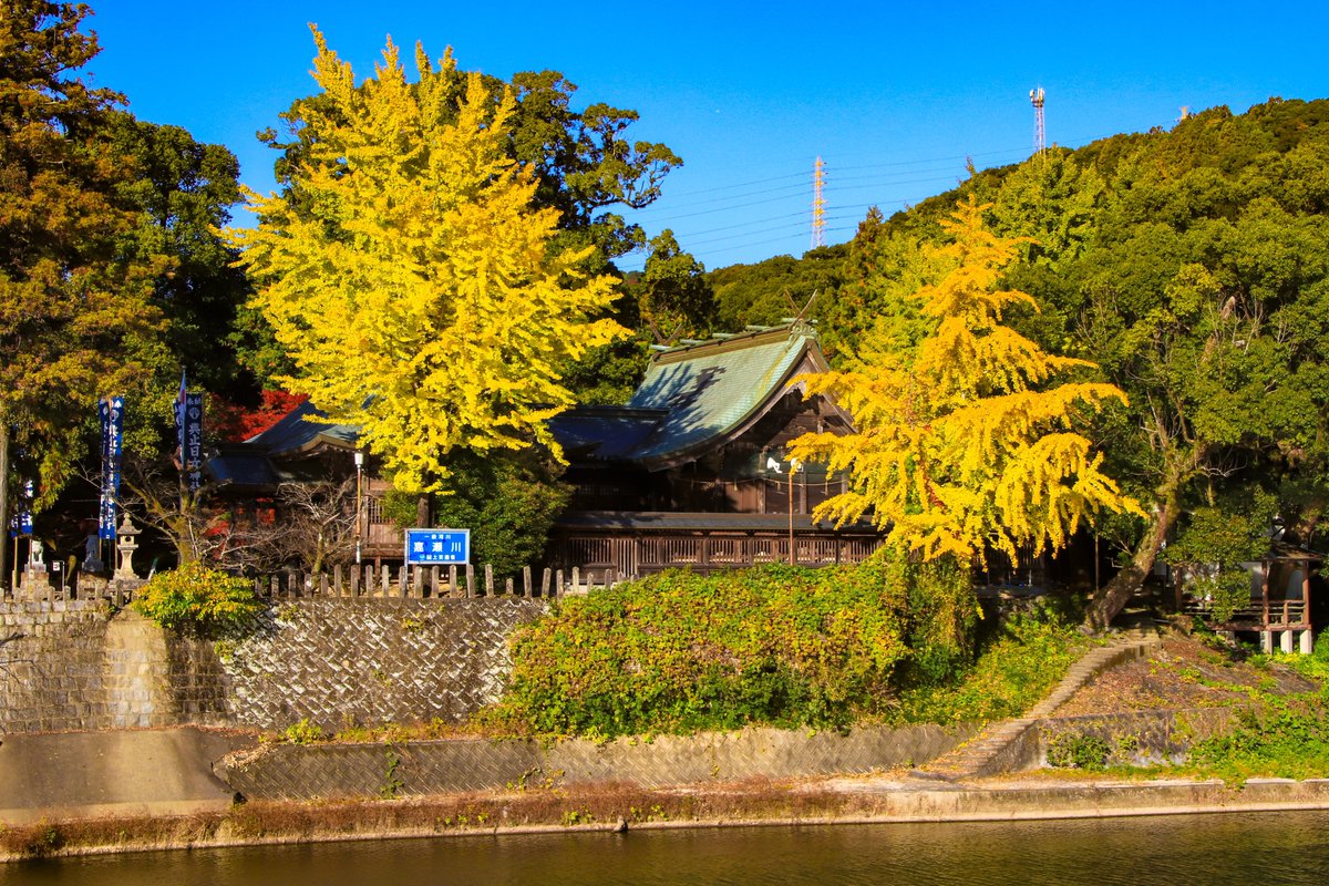 Twk4z's tweet image. 佐賀大和インター降りてすぐ
三瀬への登り口
川上峡 與止日女天満宮
イチョウの色づきがキレイ！
今まさにベストタイミングです！