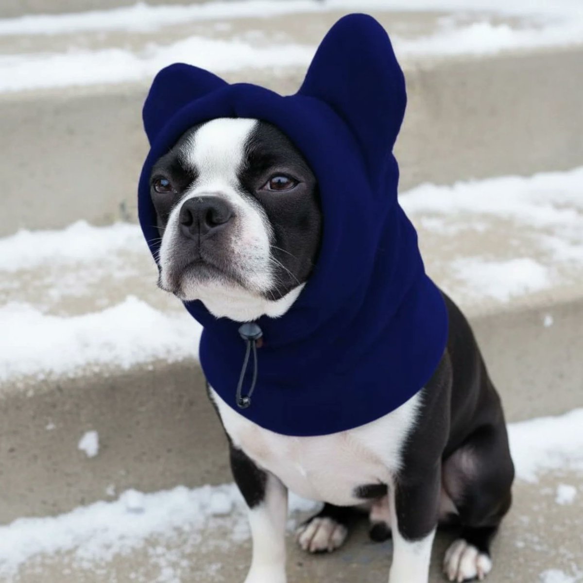 bterrierdogs's tweet image. Keep your pup warm with cozy winter ear warmers! ❄️🐶🧣
Order at bostonterrier.world/products/ear-w…

#WinterGear #DogStyle #CozyPup
#BostonTerrier
