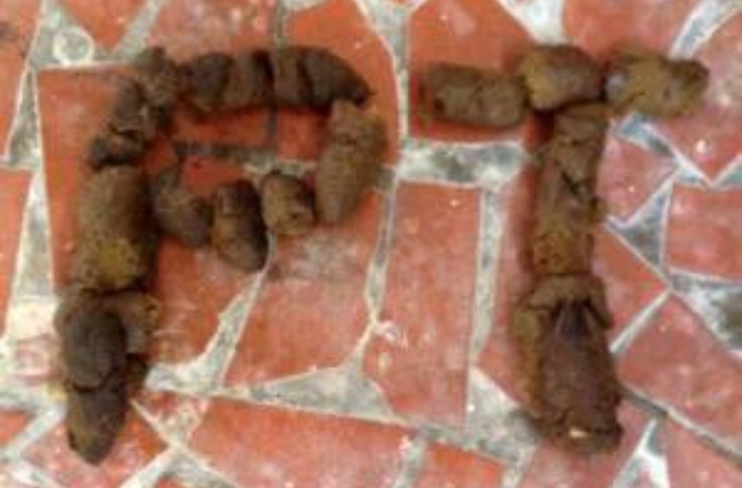 acorujavermelha's tweet image. 