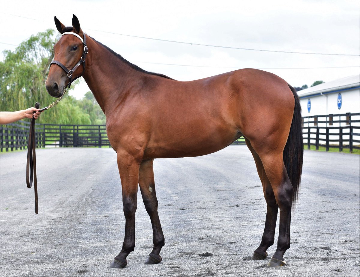 3 year old Wunderkindbluechip absolutely dominates in 1:50.3 at Plainridge! She’s Blue Chip-bred, raised, and sold! Congratulations to the connections 🎉