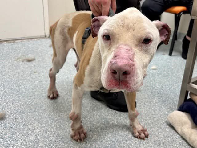 🆘⚠️ #FOSTER NEEEDED for sweet 14 YEARS OLD #SENIORDOG EXTREMELY EMACIATED💔

His name is BISCUIT 🍪 #A238968 &amp; he’s also HW❤️‍🩹🐛+. Hw cure can be very expensive (starting at least at $500). Please also #pledge for his veterinary care 🏥🚨and #rescue 🚑⛑️
📍#Garland AS

+ info⬇️