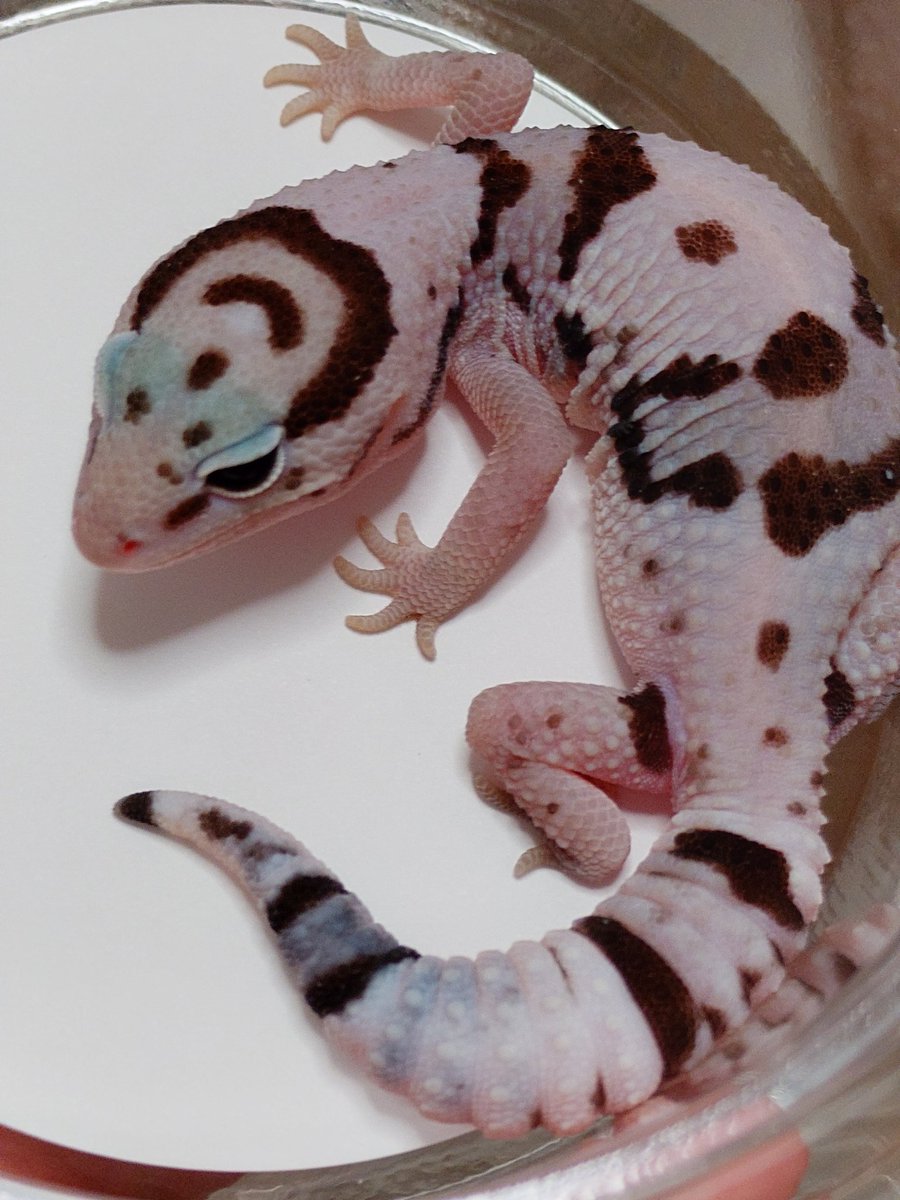 PataPata_rep 🦎(販売)🦎　近レプ1/5参加✨ tweet media