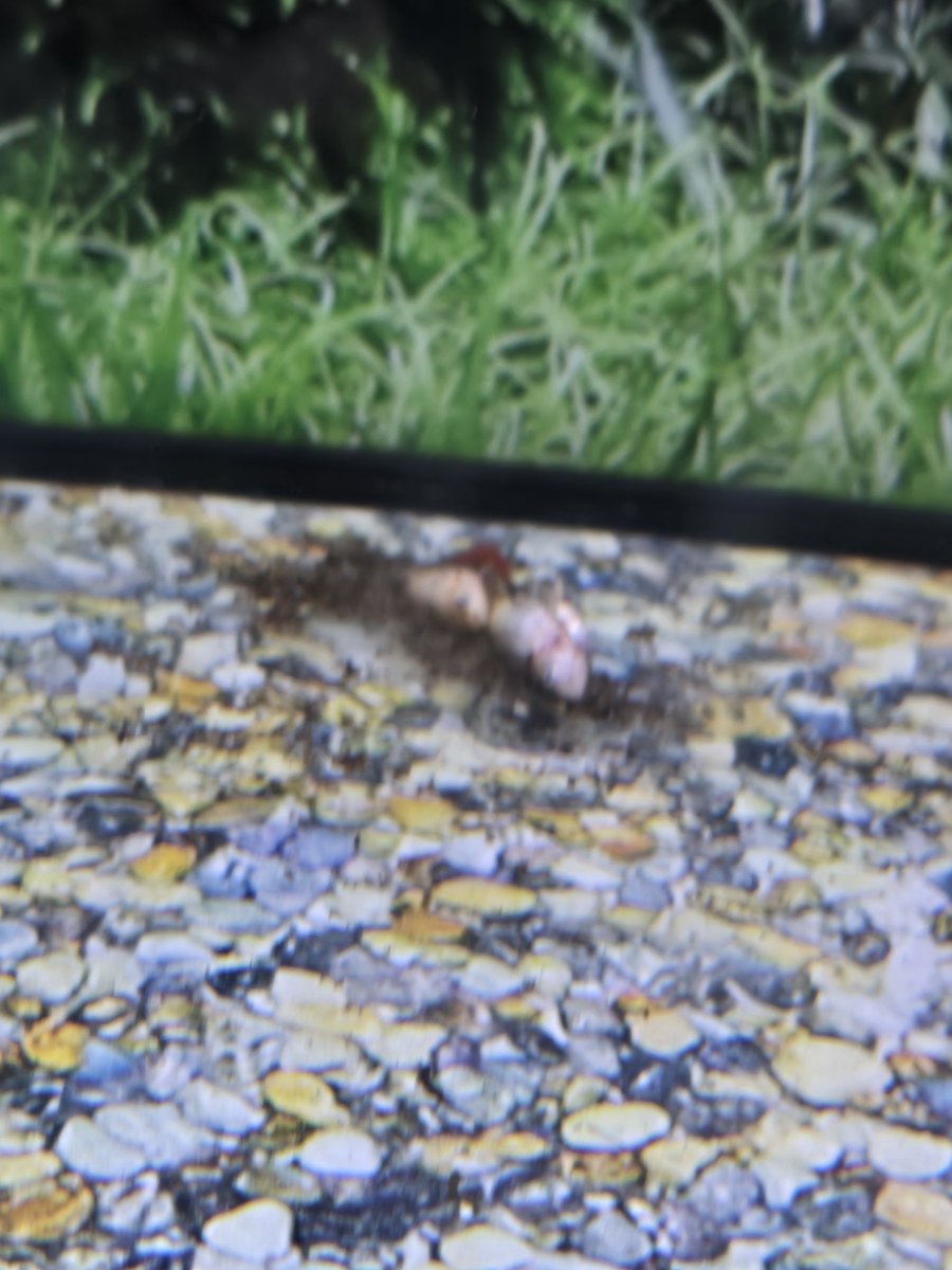 IshFlorish's tweet photo. @Petco what i saw today was sickening- made my stomach turn. I never noticed till now that I went to go maybe get a pet fish for our new home. I have changed my mind. This is 8108 Abercorn St Ste 610, Savannah, GA 31406. At least get staff to clean these tanks with deceased fish https://t.co/6IkCJHGIAJ