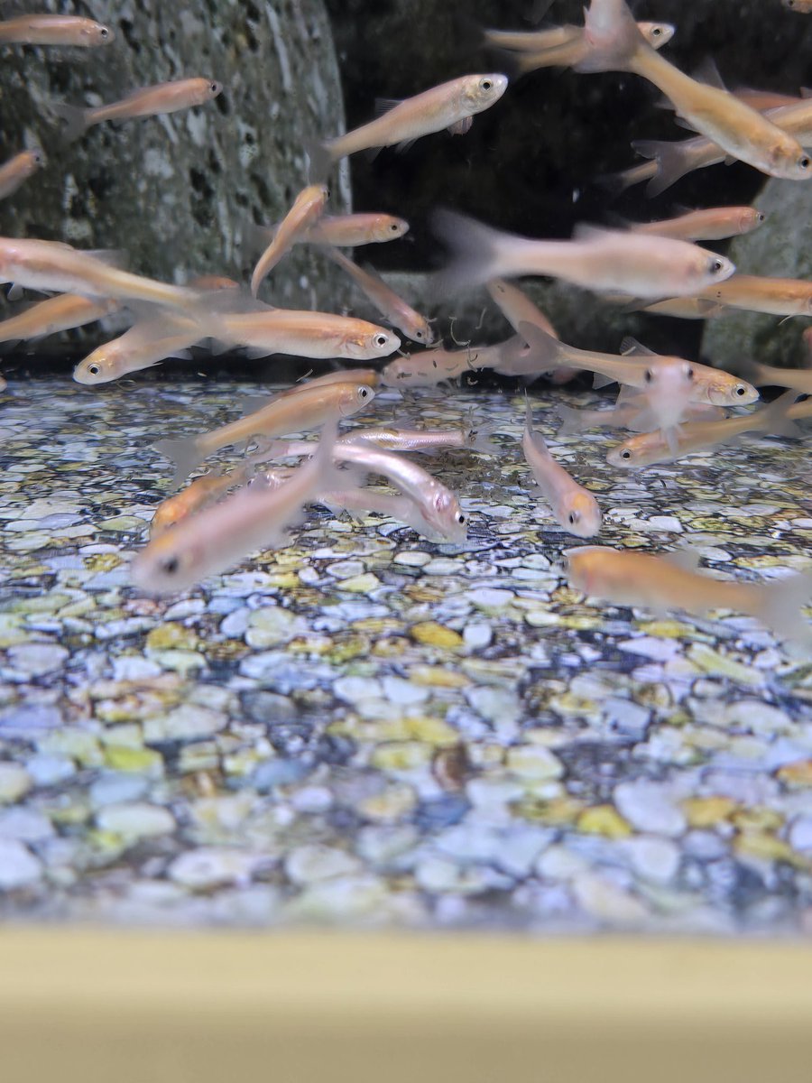 IshFlorish's tweet photo. @Petco what i saw today was sickening- made my stomach turn. I never noticed till now that I went to go maybe get a pet fish for our new home. I have changed my mind. This is 8108 Abercorn St Ste 610, Savannah, GA 31406. At least get staff to clean these tanks with deceased fish https://t.co/6IkCJHGIAJ