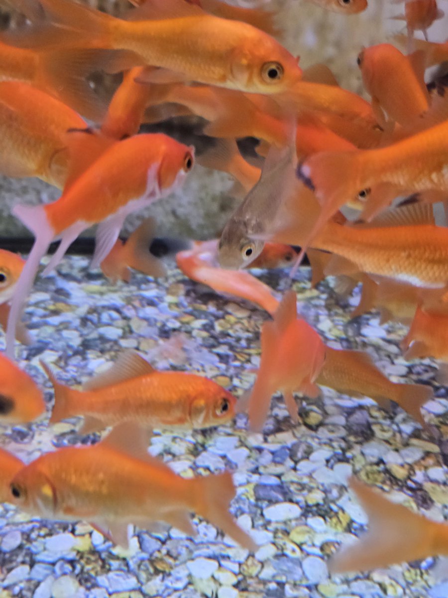 IshFlorish's tweet photo. @Petco what i saw today was sickening- made my stomach turn. I never noticed till now that I went to go maybe get a pet fish for our new home. I have changed my mind. This is 8108 Abercorn St Ste 610, Savannah, GA 31406. At least get staff to clean these tanks with deceased fish https://t.co/6IkCJHGIAJ