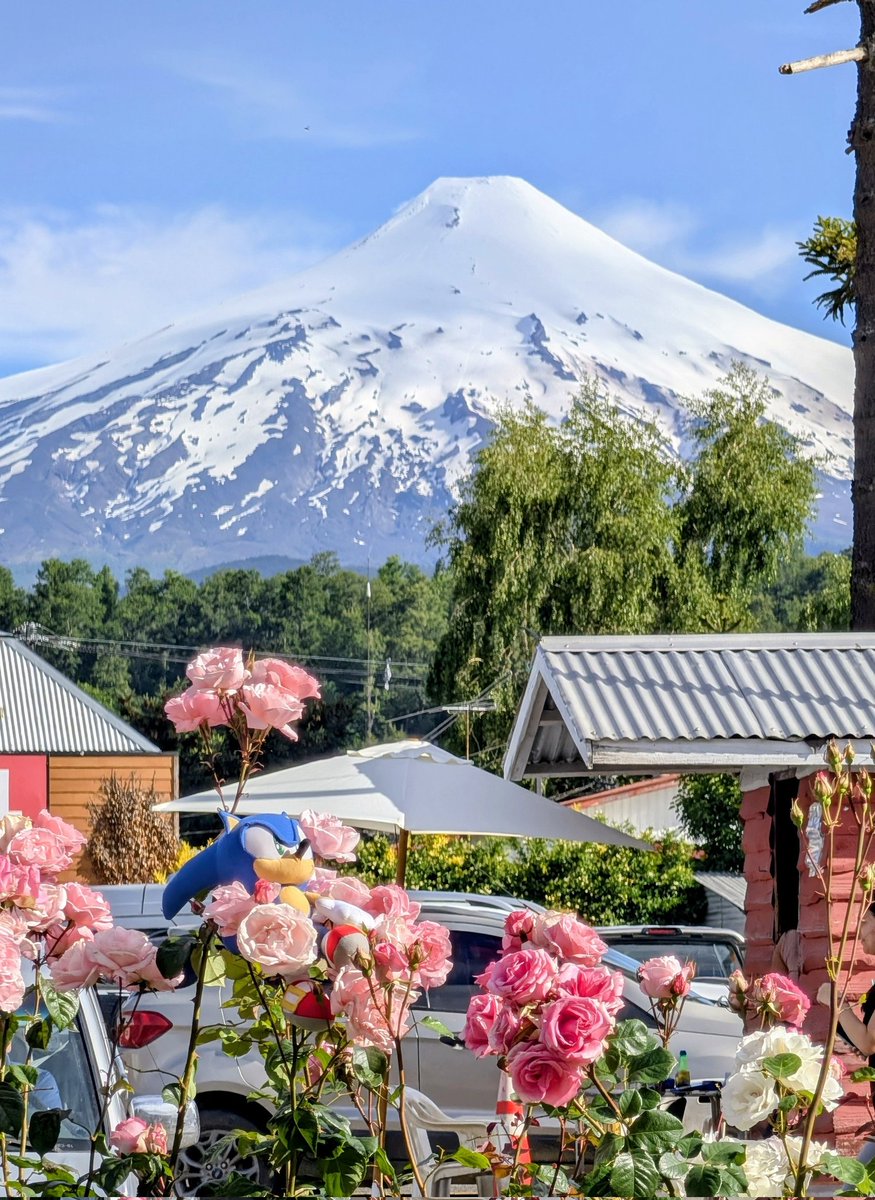 He found his Rose 🩷 Day 84 (📍Pucón, Chile 🇨🇱) #sonictravels