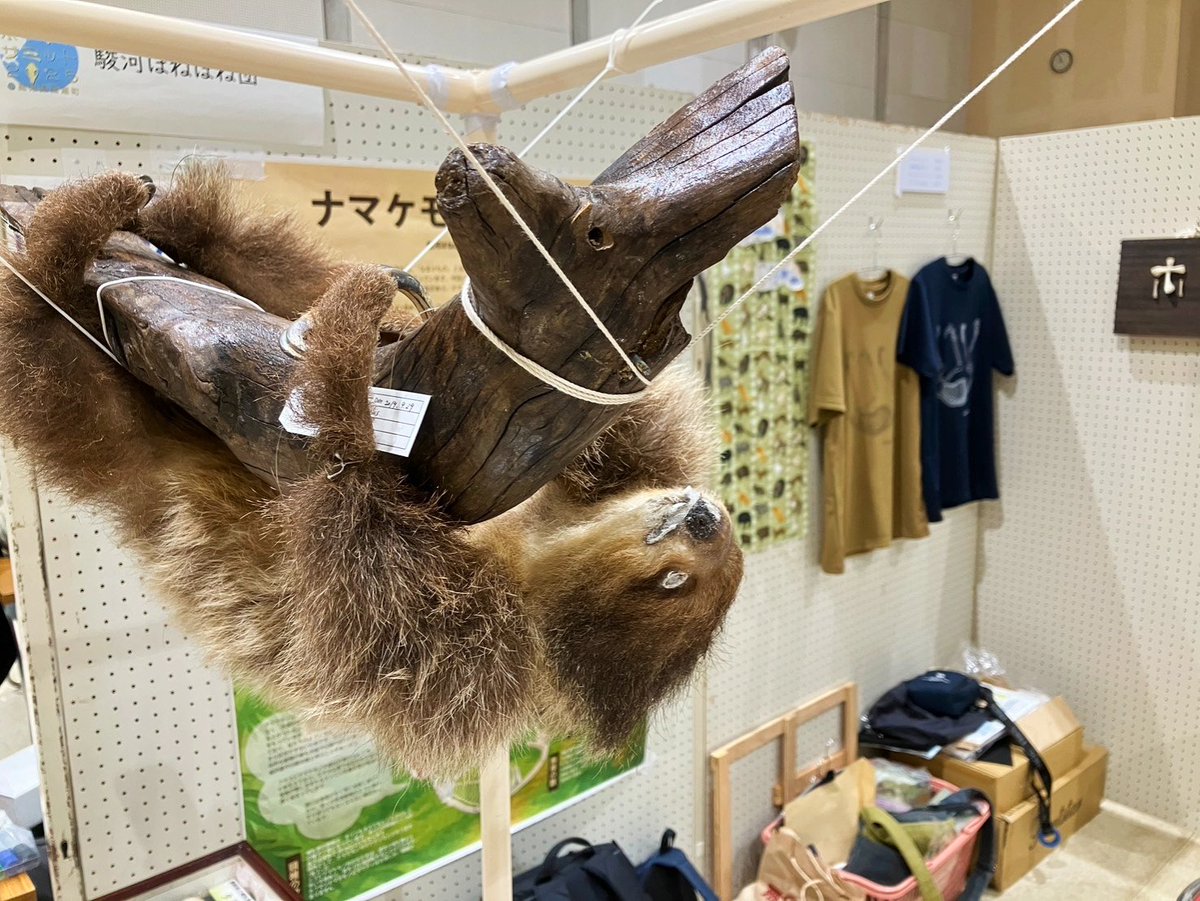 静岡の自然 tweet media