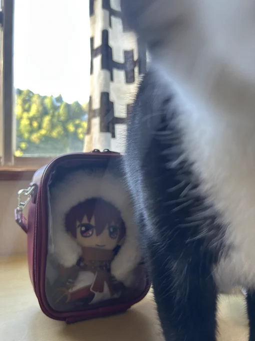 フィット!!!!キャット!!!!